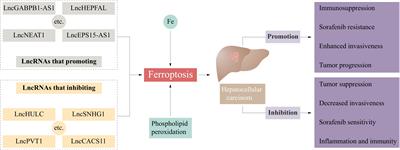 Ferroptosis and hepatocellular carcinoma: the emerging role of lncRNAs